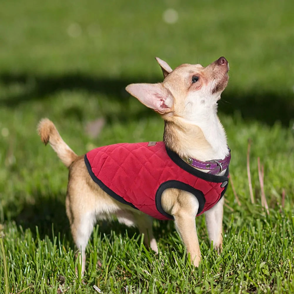 Warm And Stylish Pet Clothes - Simply Great Gear