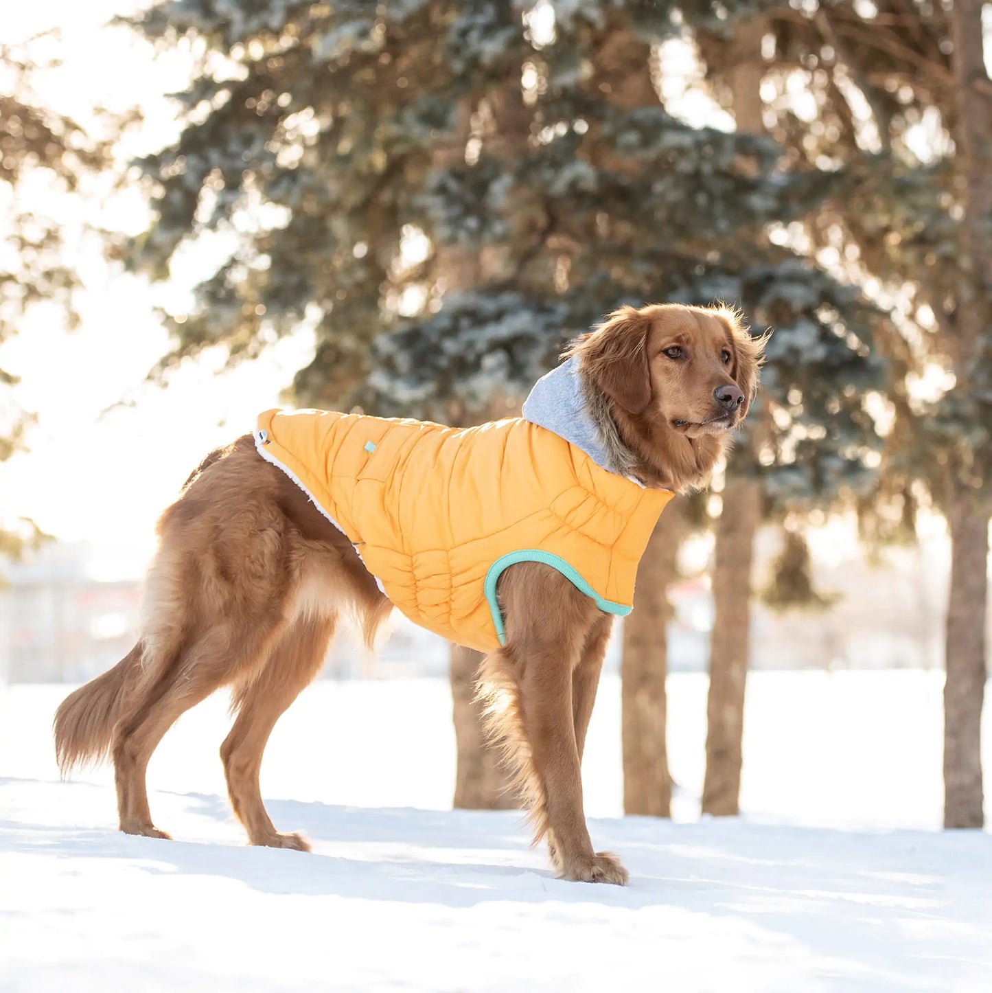 Dog Winter Sailor Parka - Yellow