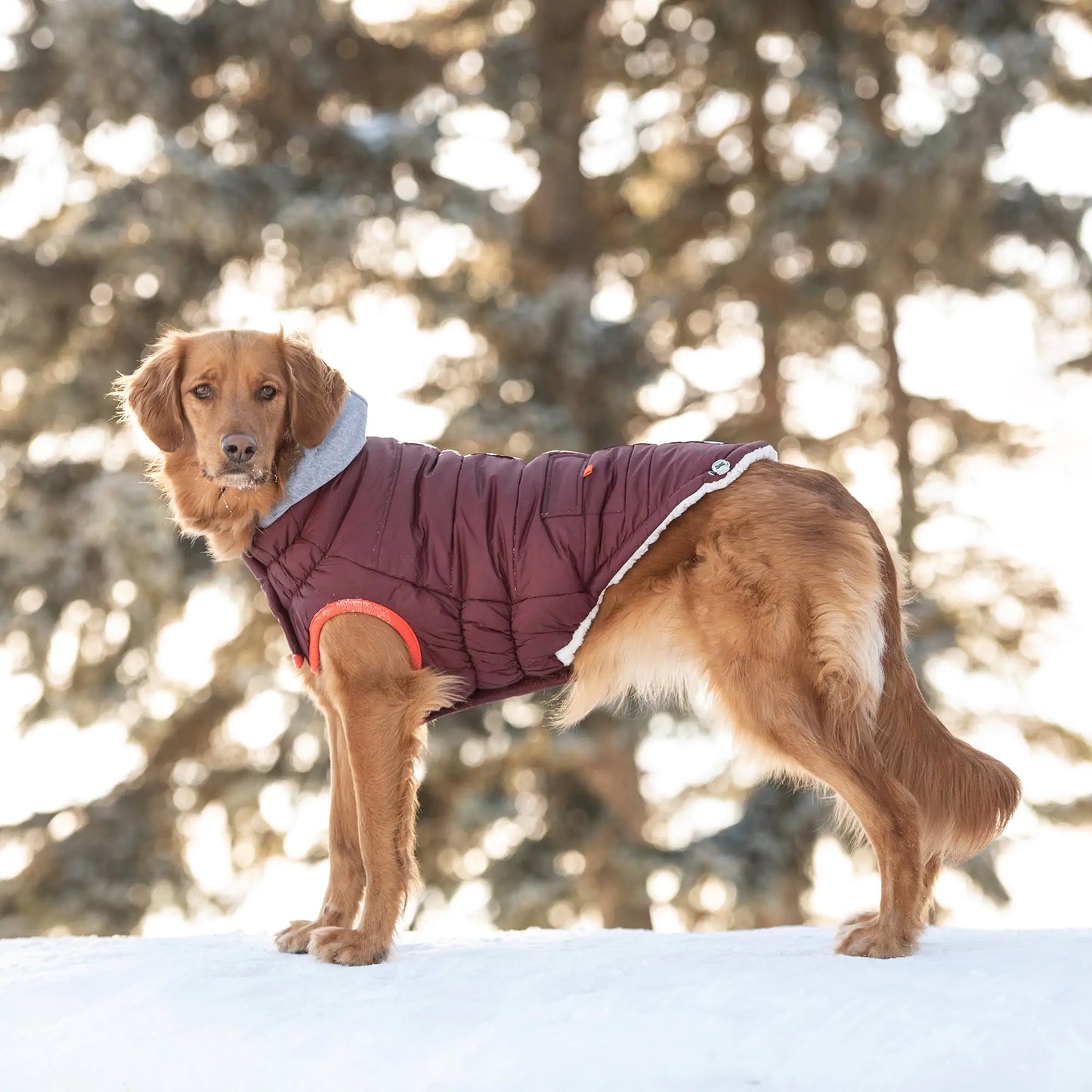 Dog Winter Sailor Parka - Burgundy